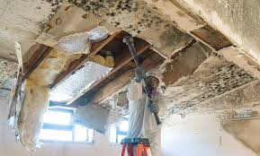 Why You Should Choose Our Mold Remediation Services in New Fairview, TX